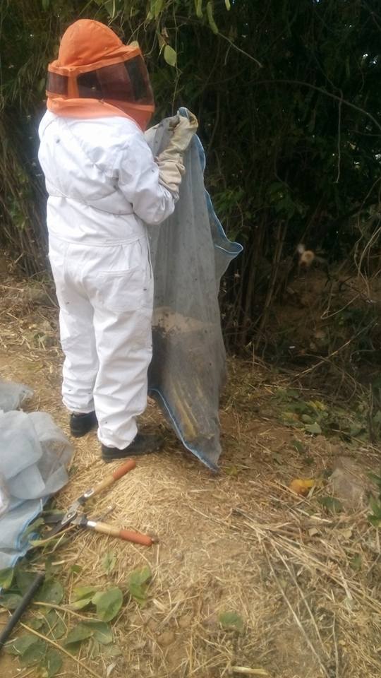 Reubicación de abejas en San Lorenzo Cacaotepec