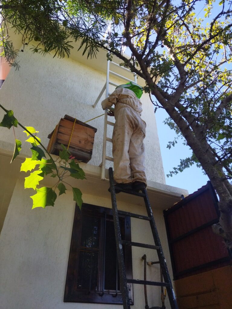 Reubicación de abejas en San Pablo Etla