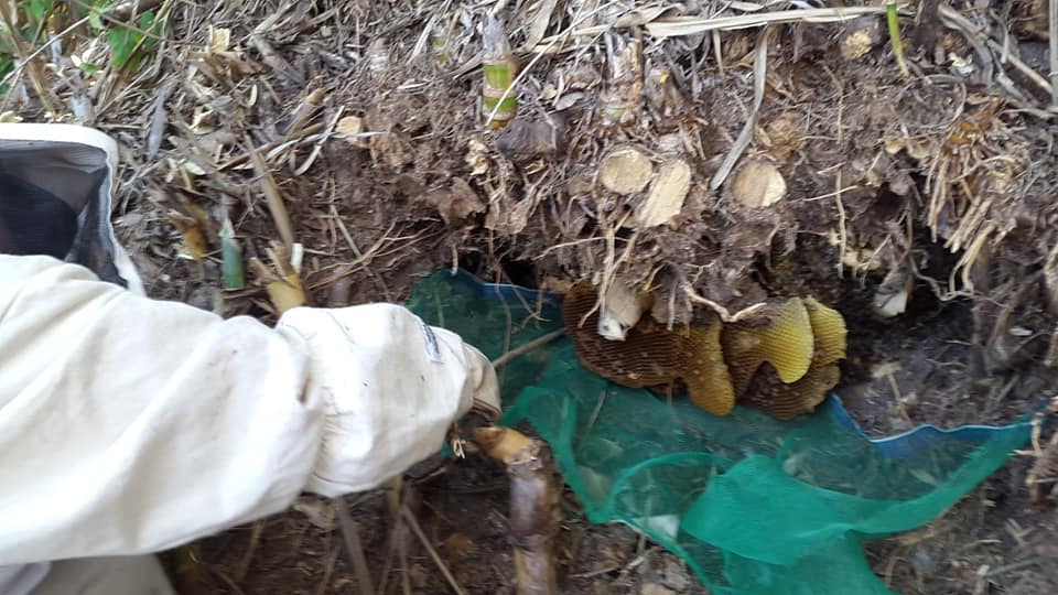 En las raices de los carrizos, reubicación de abejas de campo.