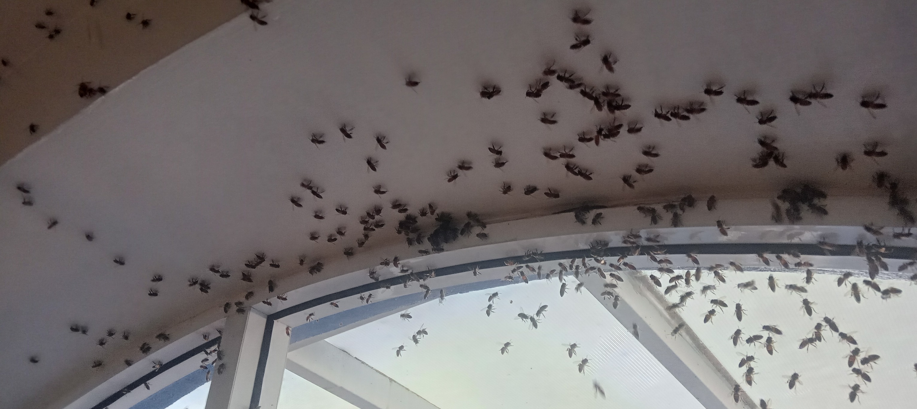 Control de abejas Oaxaca